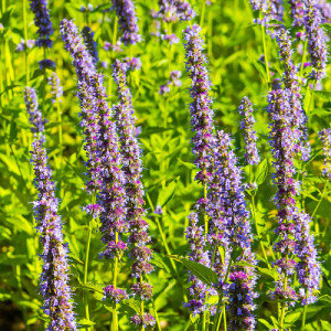 Лофант гібридний "Блу Фортуна"