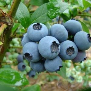 Лохина "Река"