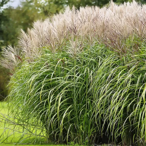 Міскантус китайський  Морнінг Лайт