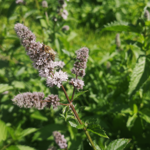 М’ята польова