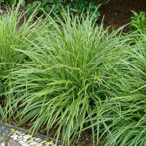 Осока моррова "Ice Dence" (Айс Денс)