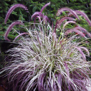 Пеннісетум "Фламінго"