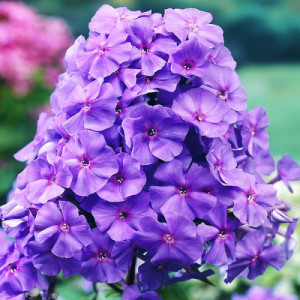 Флокс волотистий "Аметист"