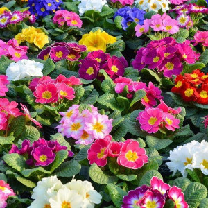 Примула (Первоцвіт)