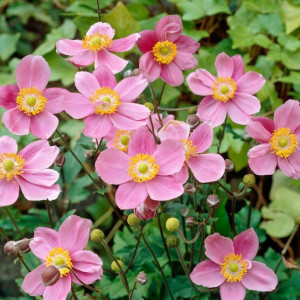 Анемона "Септембер шарм"