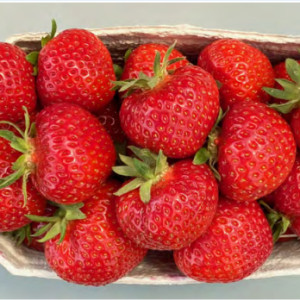 Полуниця "Рандеву"