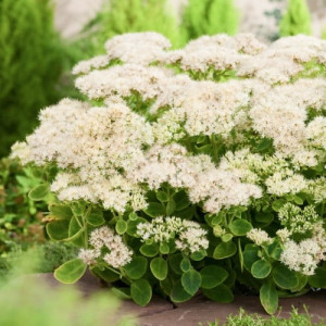 Очиток "Стар Даст"