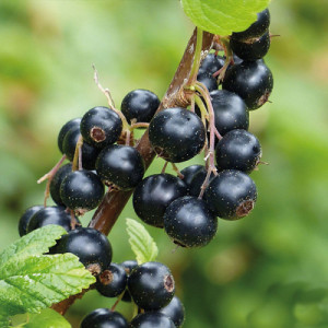 Смородина "Оріана"