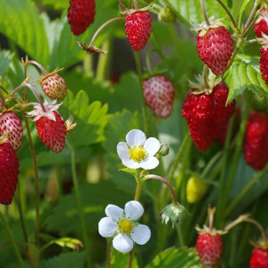 Суниця лісова