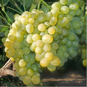 Виноград столовий "Суперекстра"