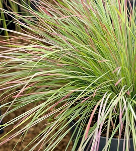 Бородач волотистий (Схизахіріум ) 'Blaze' Блейз