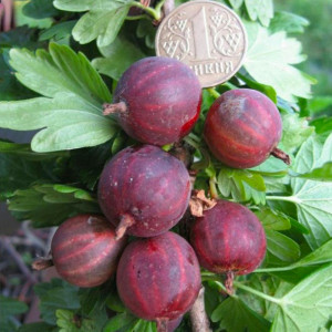 Аґрус "Тясмин"