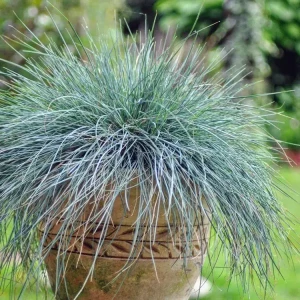 Костриця сиза Інтенсив блу