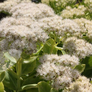 Очиток видний "Стар Даст"