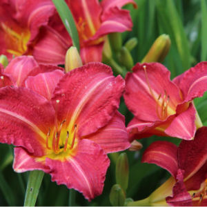 Лілійник гібридний "Пардон Мі"