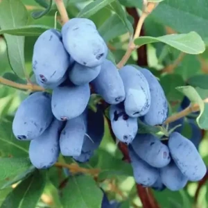 Жимолость "Бореал Бюті"