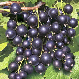 Смородина  "Кентавр"