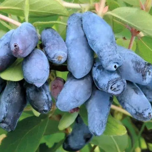 Жимолость "Восторг"