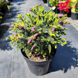 Ялина двоколірна "Ховелс Дварф Тігертал"