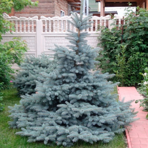 Ялина колюча "Супер Блу Сідінг"