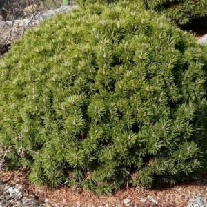 Сосна гірська "Мопс"