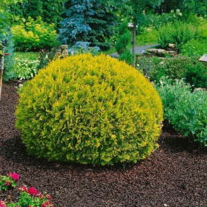 Туя західна "Міріам"