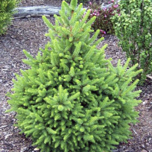 Ялина звичайна "Вілс Цверг"