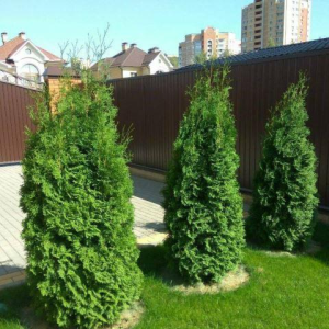 Туя західна "Мікі"