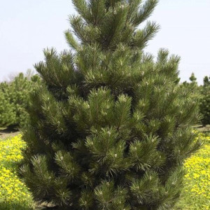 Сосна чорна