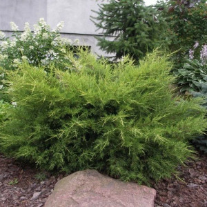 Ялівець китайський "Куривао Голд" (Juniperus  chinensis Kuriwao Gold)