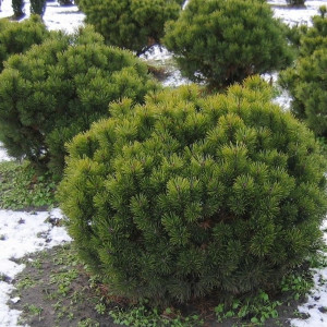 Сосна гірська "Мугус" (Pinus mugo Mugus)