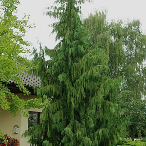 Кипарисовик нутканський