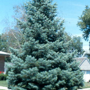 Ялиця одноколірна