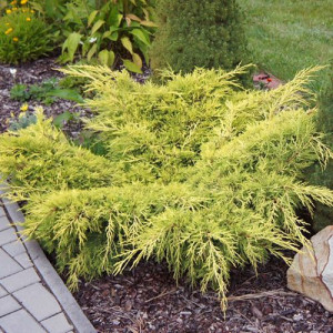 Ялівець середній "Олд Голд" (Juniperus мedia Old Gold)