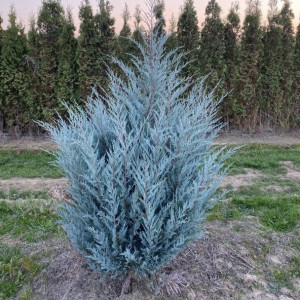 Ялівець скельний "Мунглоу"