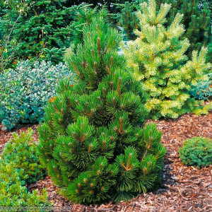 Сосна білокора "Малінкі"