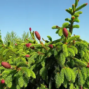 Ялина колюча "Лакі страйк"