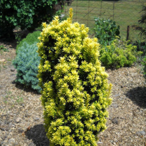 Тис ягідний 'David'