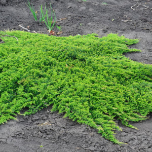 Ялівець "Принц Уельський"