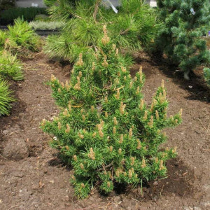 Сосна Банкса (Pinus Banksiana)