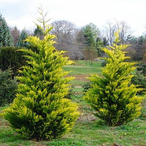 Кипарисовик нутканський “Philips Golden Tears” (Філіпс Голден Тірс)