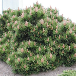 Сосна гірська "Пуміліо"