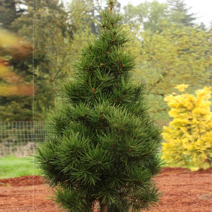 Сціадопітіс мутовчастий