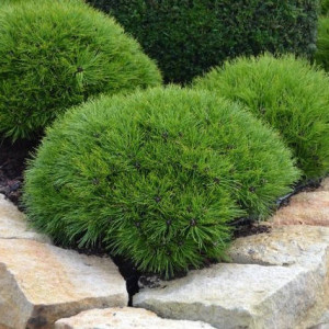 Сосна чорна "Марія Брегон"