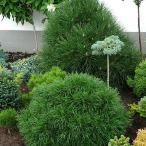 Сосна гірська "Варелла"