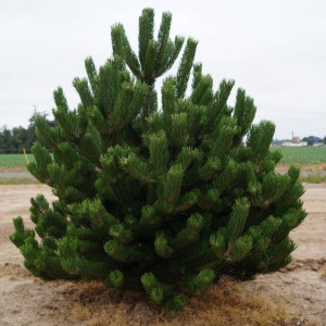 Сосна чорна "Oregon Green"