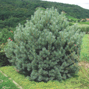 Сосна звичайна "Ватерері" (Pinus sylvestris Watereri)