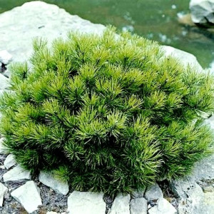 Сосна гірська "Гном"