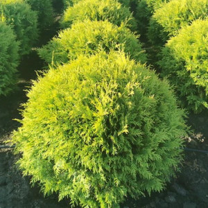 Туя західна "Даніка"
