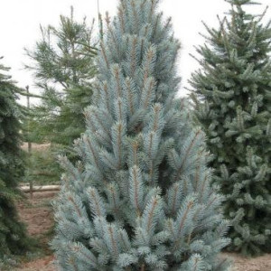 Ялина колюча  колоновидна блакитна Фастигиата
